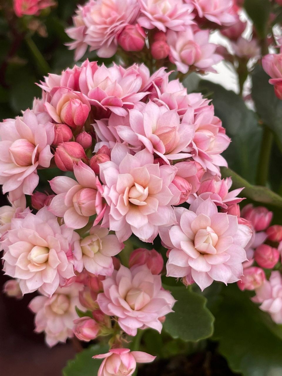 长寿花:人面桃花.