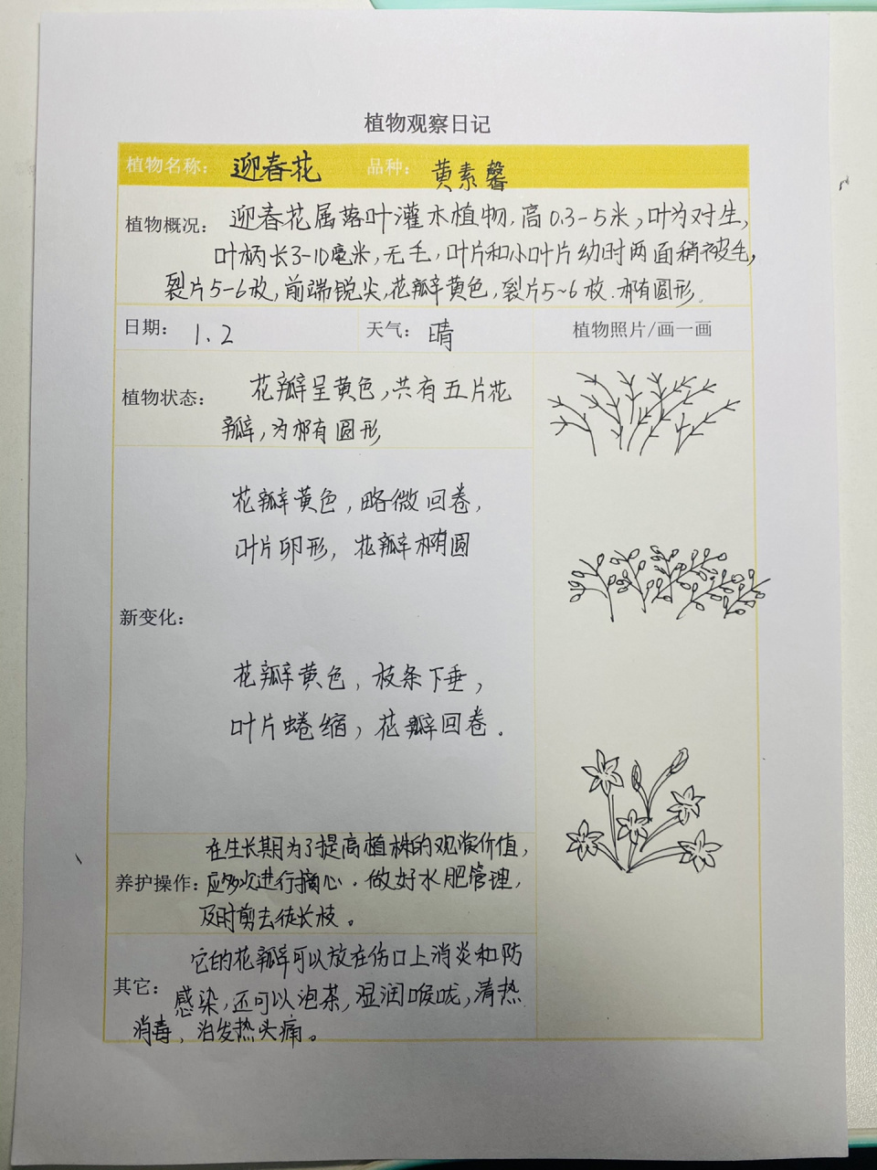 观察日记植物250字图片