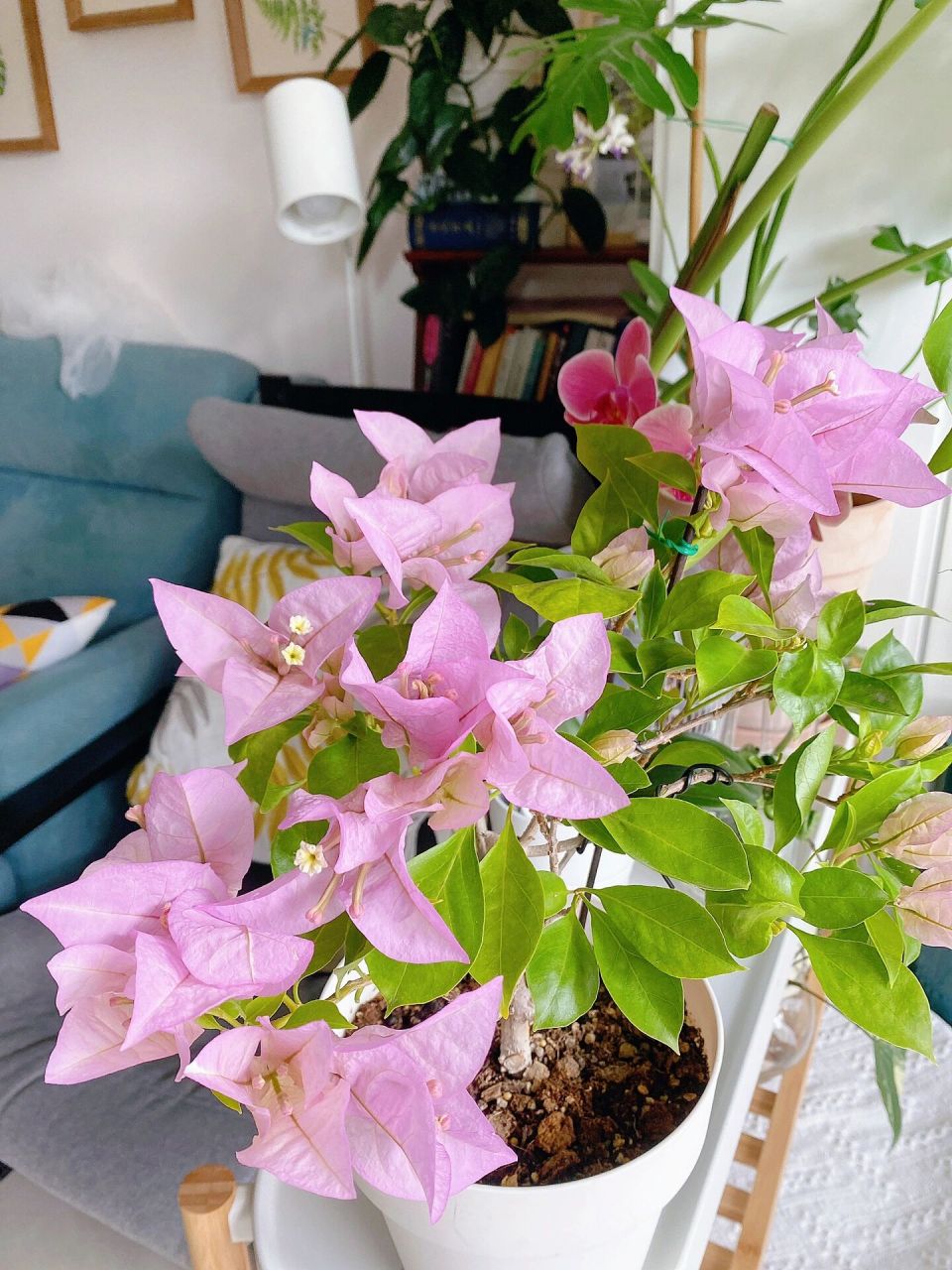 金夫人三角梅 枝条好硬很难塑形,只能靠修剪.