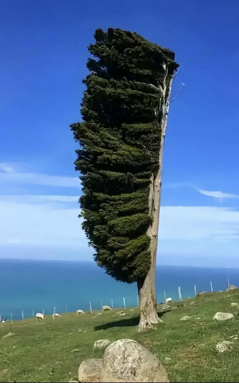 看似风不动树动. 其实树也是没动.