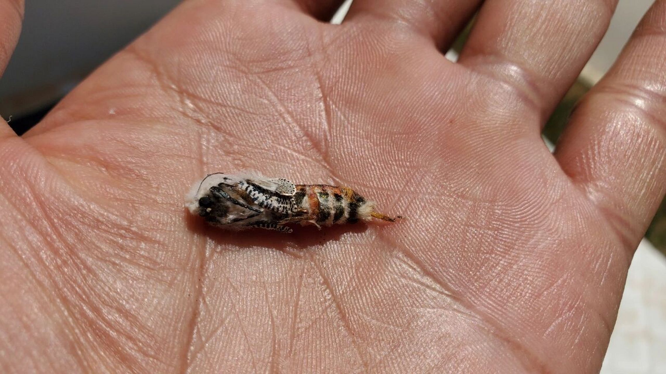 观察了几个月,见证了虫子变蛾子全过程 这只虫子我是从花椒树里取出来
