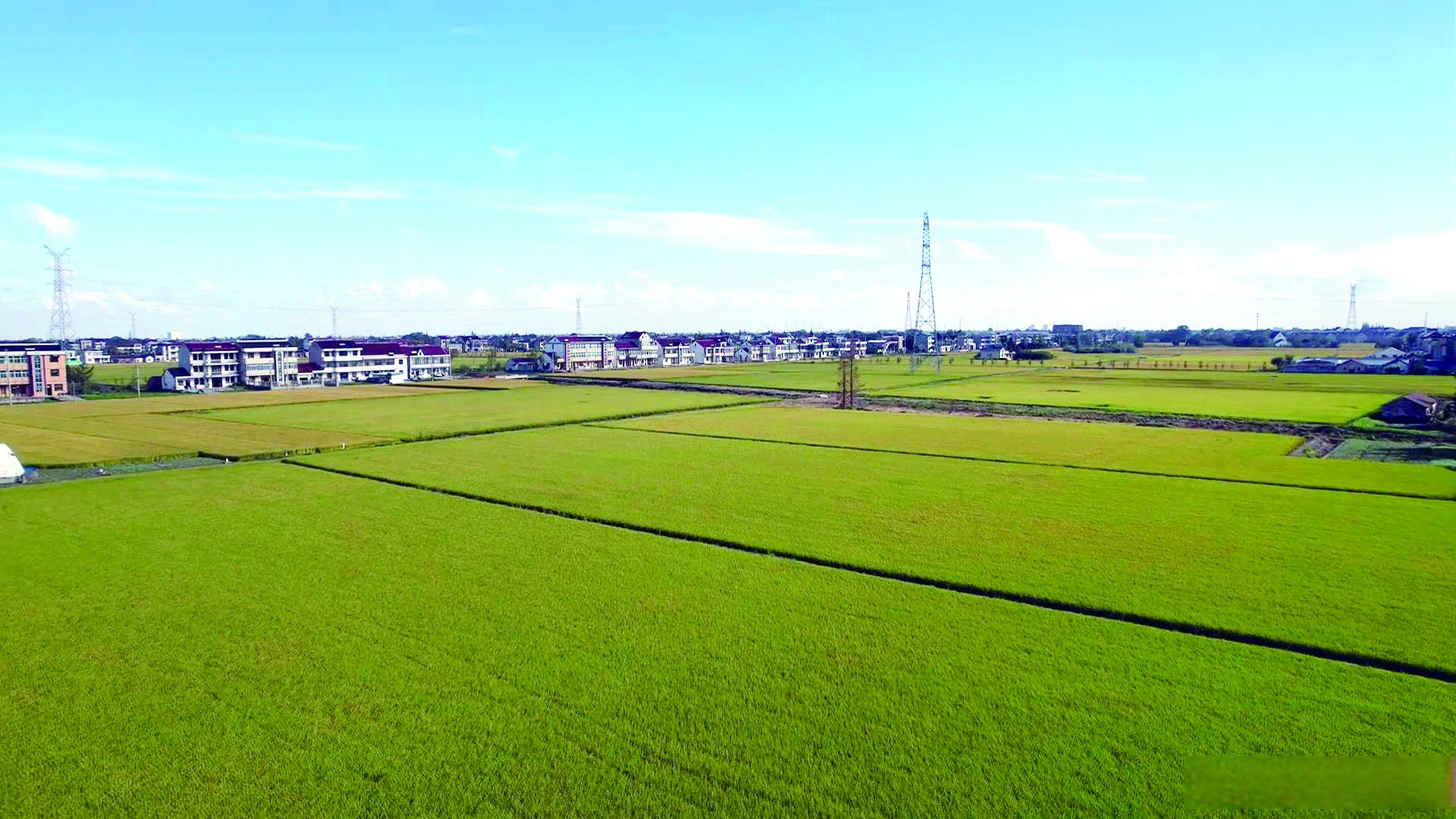 从空中俯瞰,一望无垠的麦田,成为了田野上一道靓丽的风景.