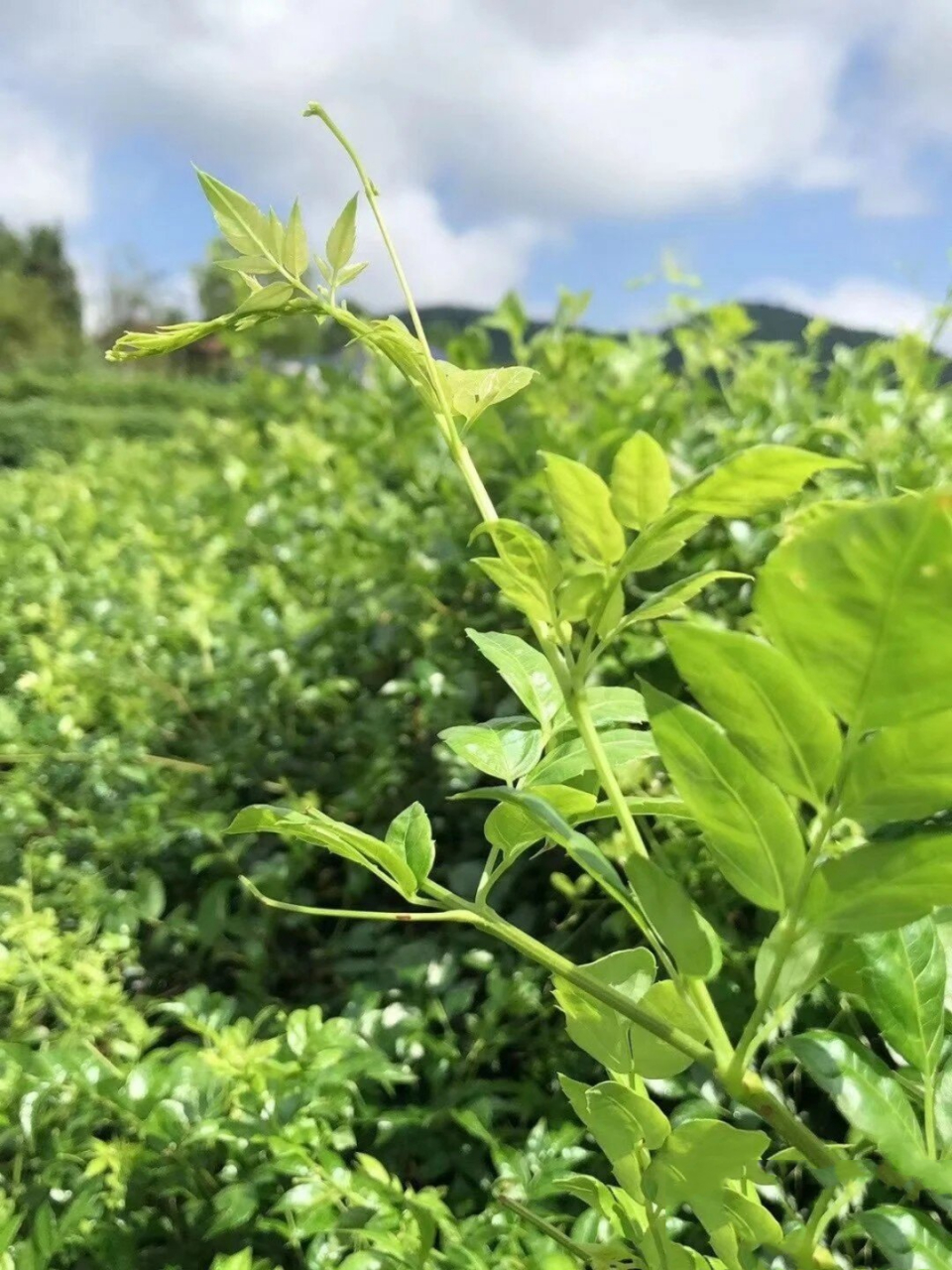 藤婆茶的图片与作用图片