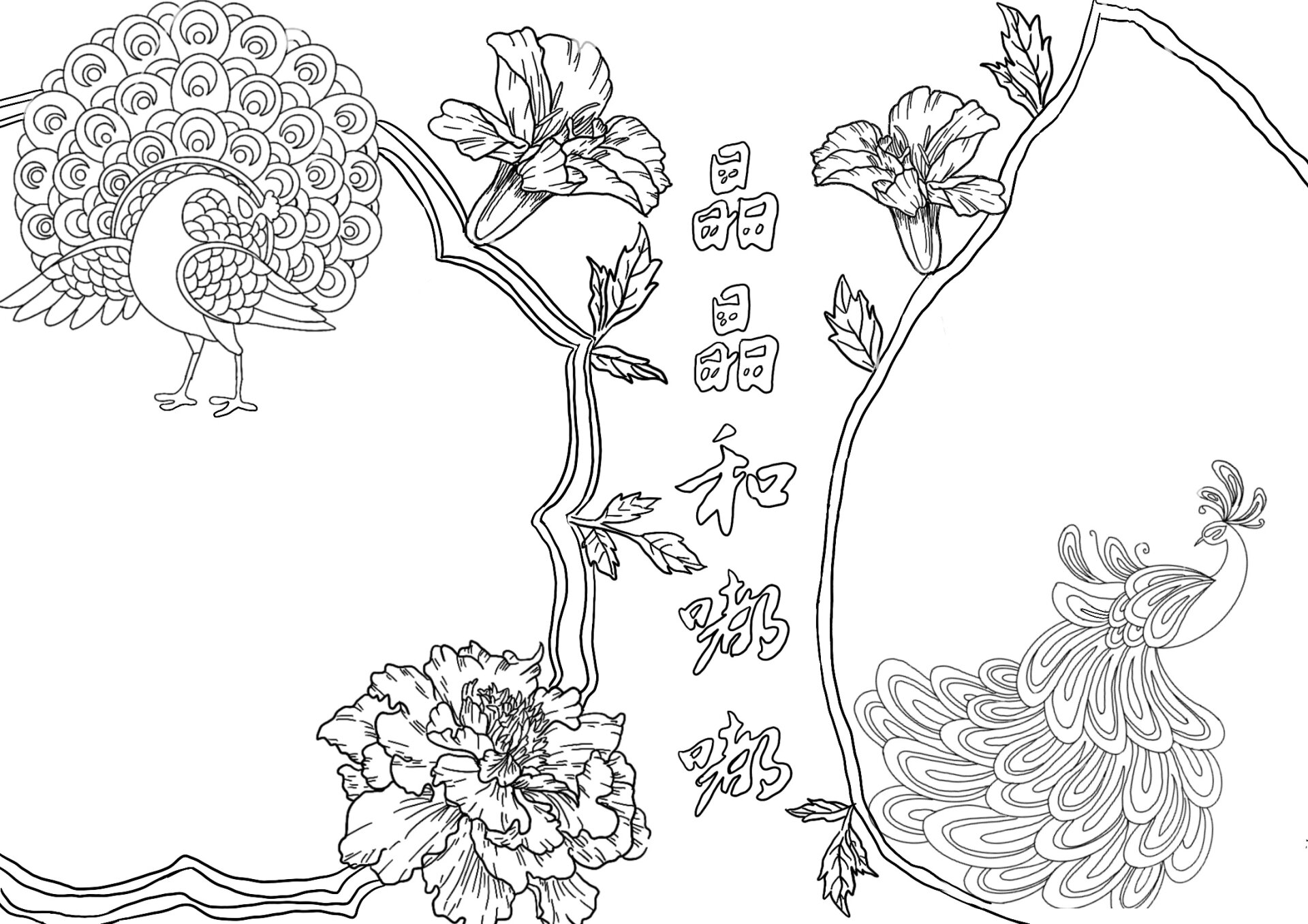孔雀手抄报|校园里的孔雀(彩色 线稿