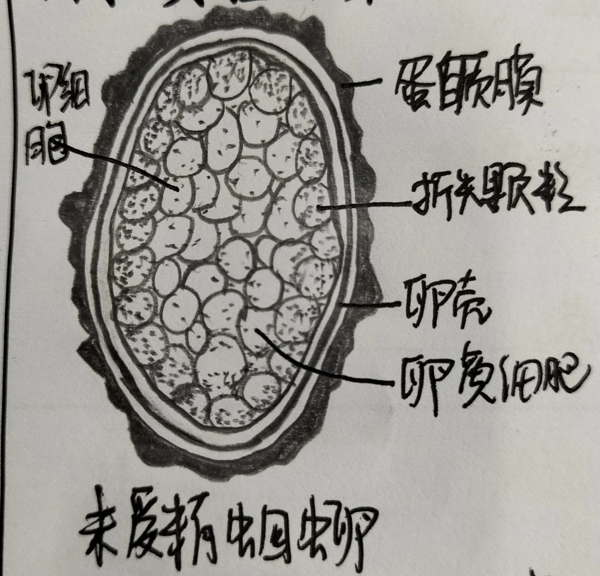 蛔虫卵图片 手绘图图片