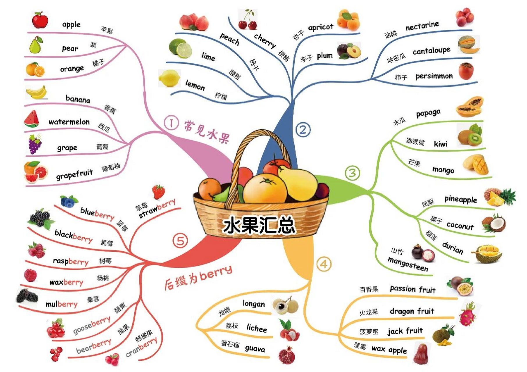 菠萝的思维导图图片