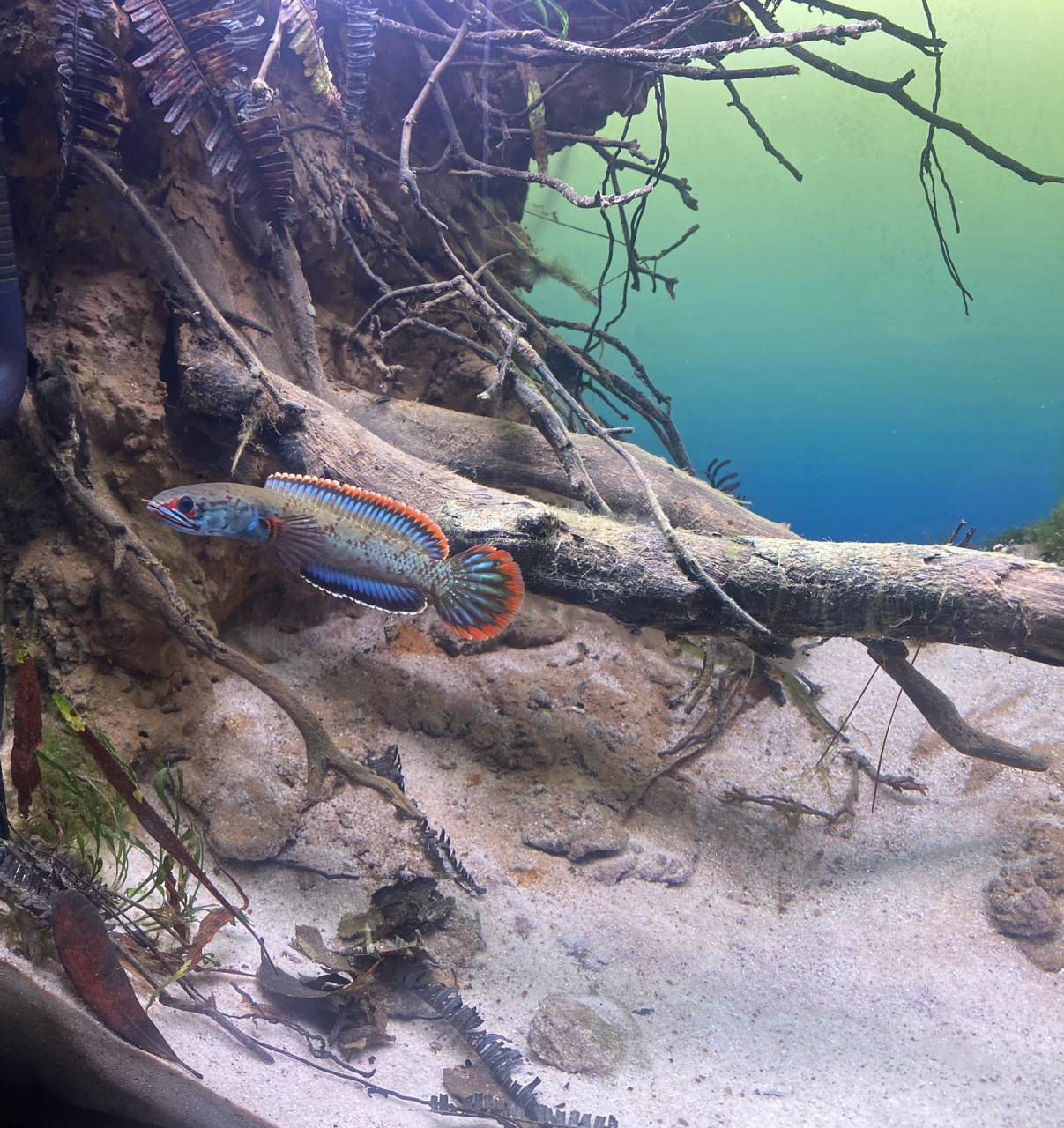 开缸造景|血一雷龙原生造景分享 血一雷龙也叫冰火雷龙,浅色环境更能
