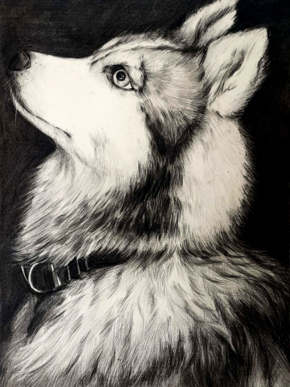 精微素描–哈士奇‖狗【带步骤图】 精微素描哈士奇,哈哈,画了好久也