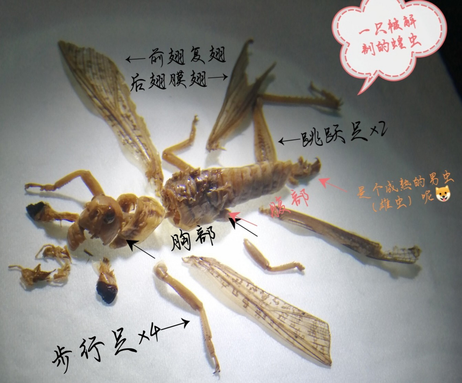 蝗虫结构 分享 昆虫学实验——解剖蝗虫  蝗虫:年轻人不讲武德,走得一