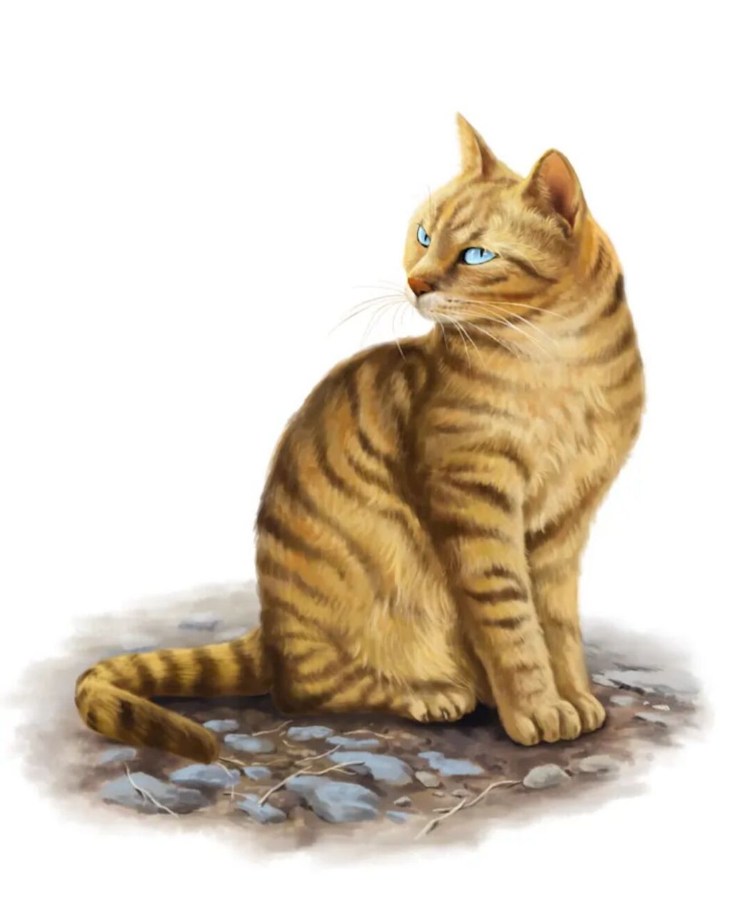 猫武士公猫选帅大赛,第一期 1.暴毛 2.风皮 3.火星 4.黑莓星 5.