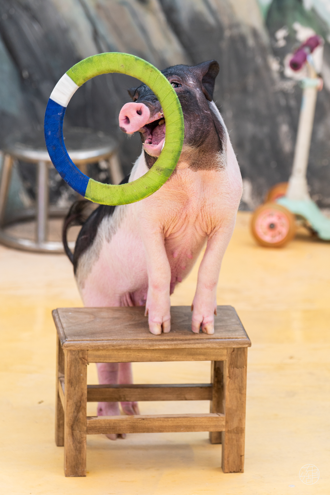 当小长假遇上百花齐放的春天,东湖的含金量还在上升