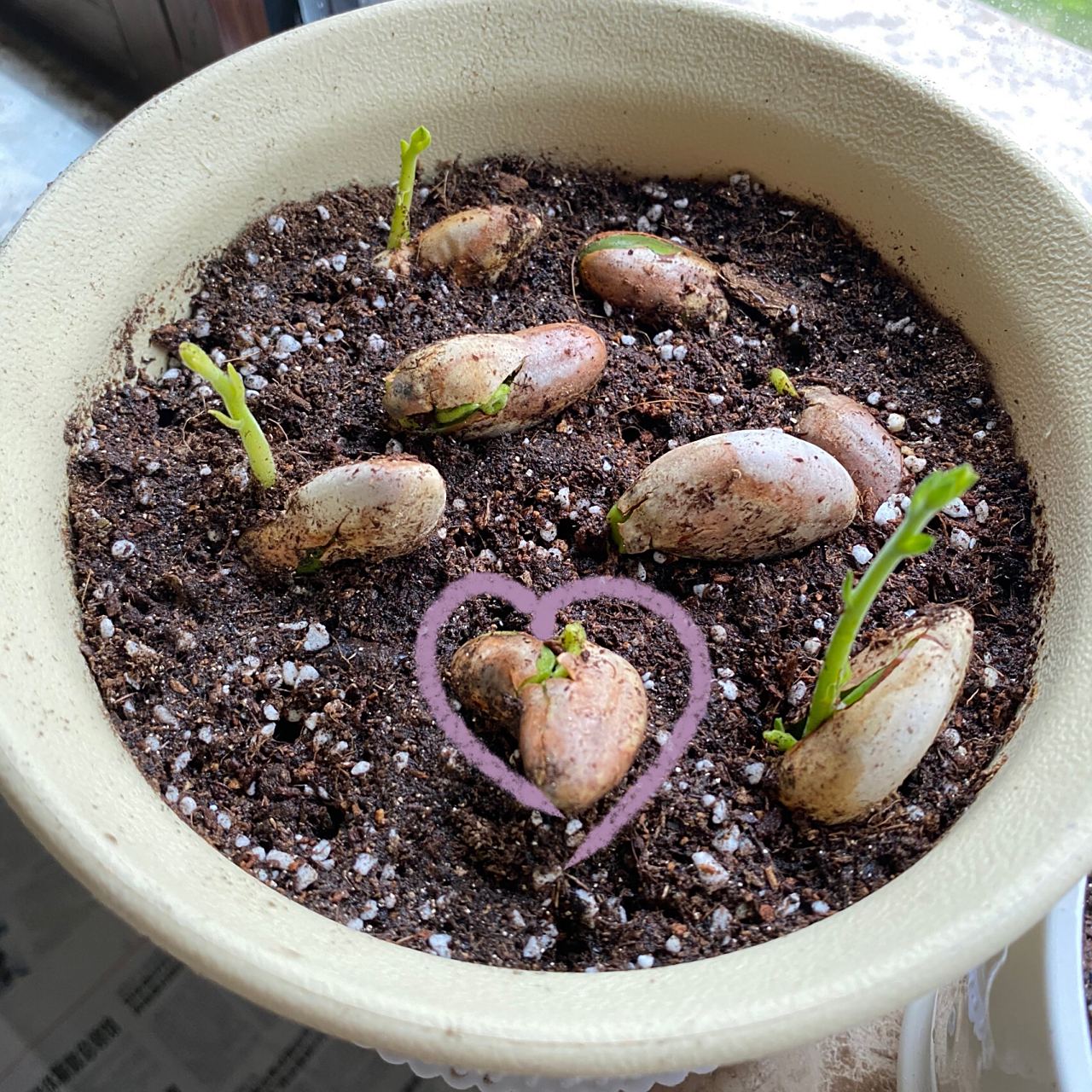 小苗日记942(菠萝蜜核移植) 【2.