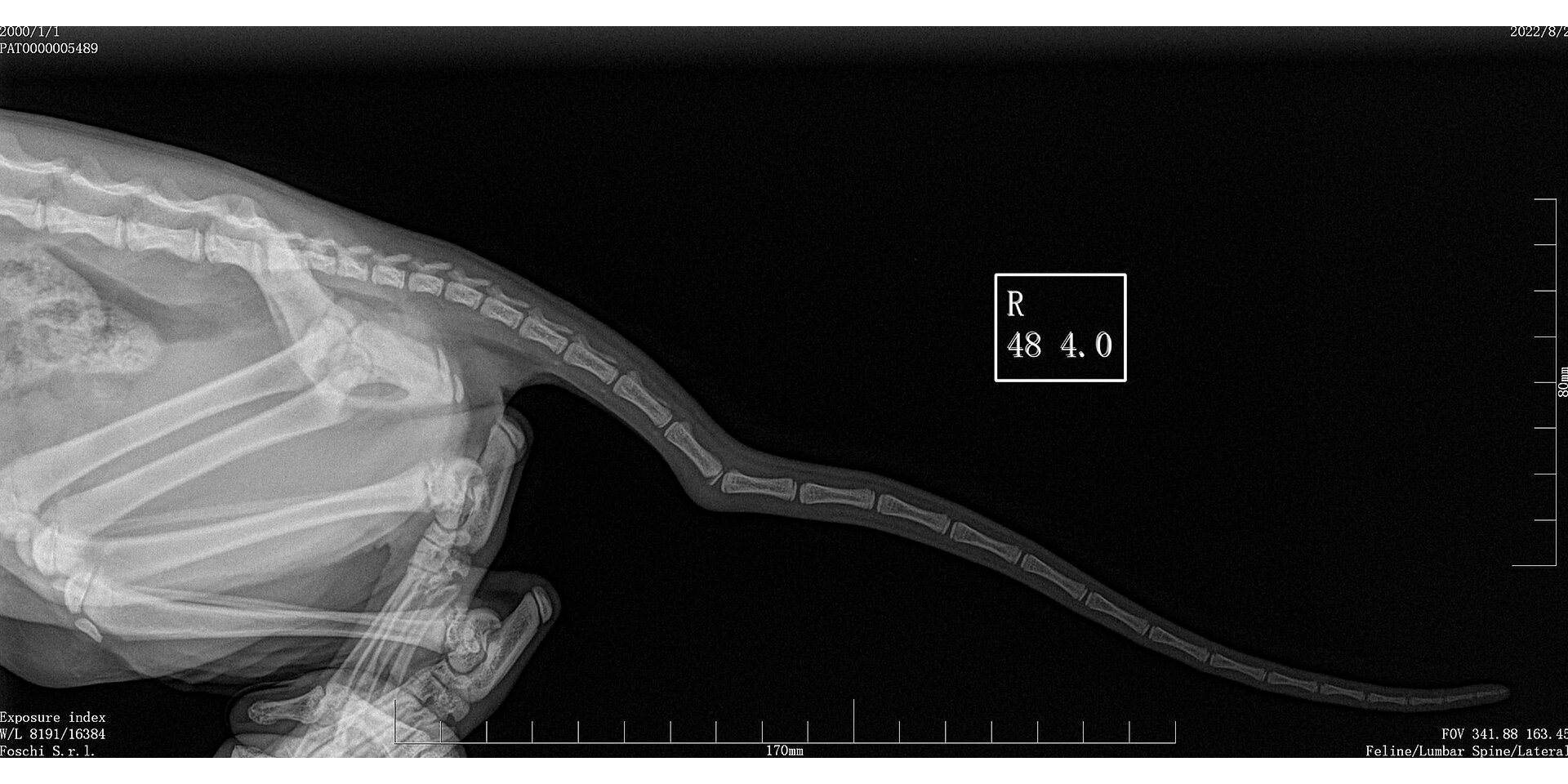猫咪尾骨错位,可怜的孩子