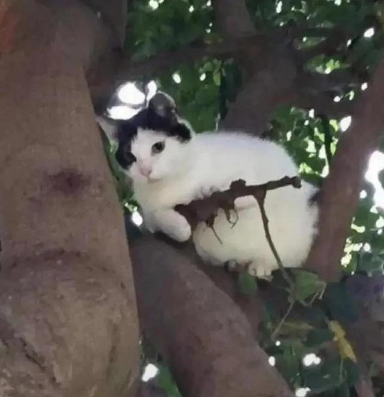 起猛了,看到小猫咪抱着冲锋枪伏击我