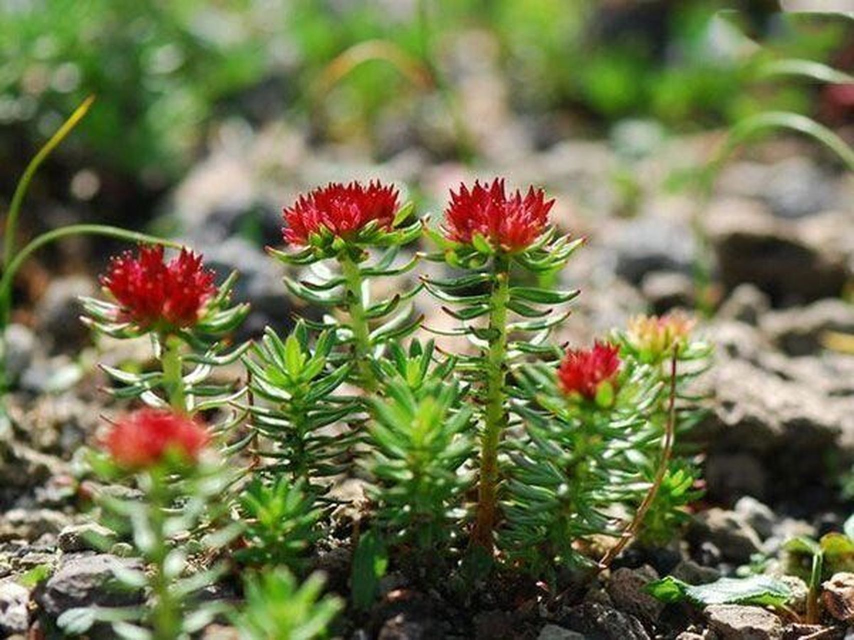 本草纲目—红景天 中药材红景天是一味补虚药 用药部位:为景天科植物