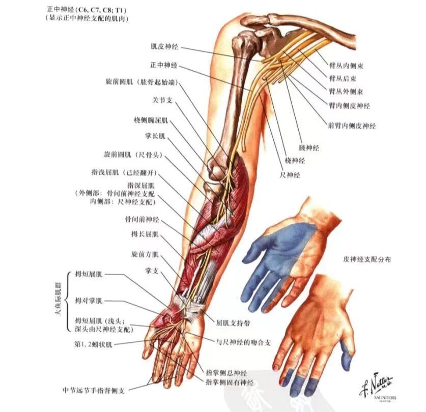 手臂神经分布图6条图片