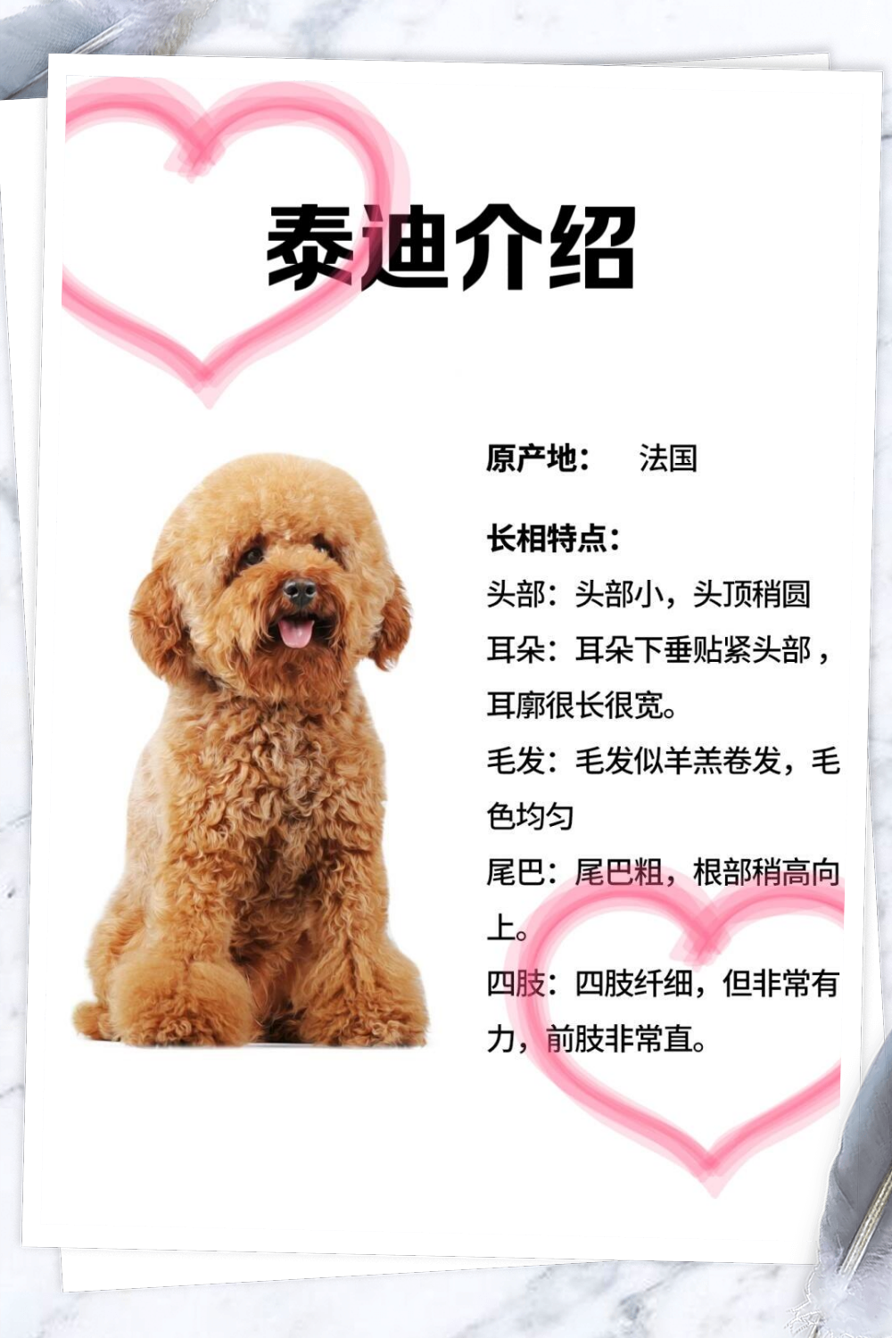 泰迪介绍 泰迪犬是一种非常可爱的小型犬