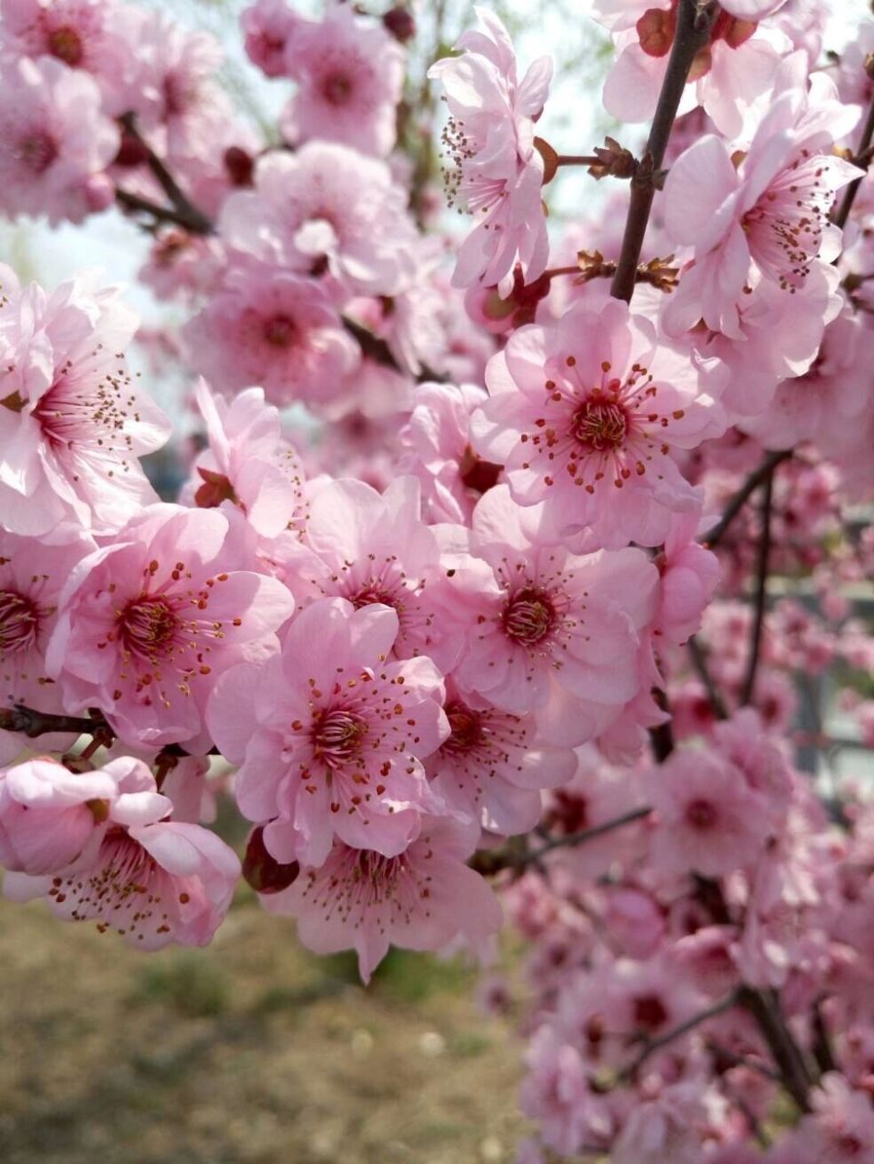 桃花图片 桃花:是两性花,因为它的花朵中同时含有雌蕊和雄蕊,且有花萼