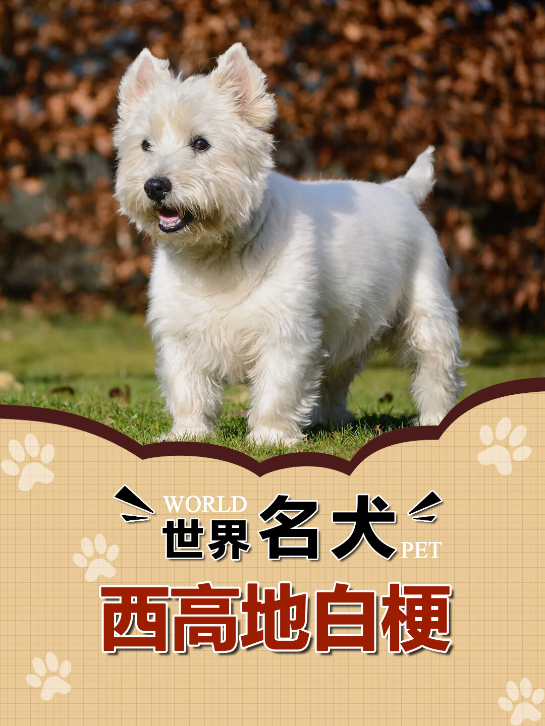 白色犬种类图片及名称图片