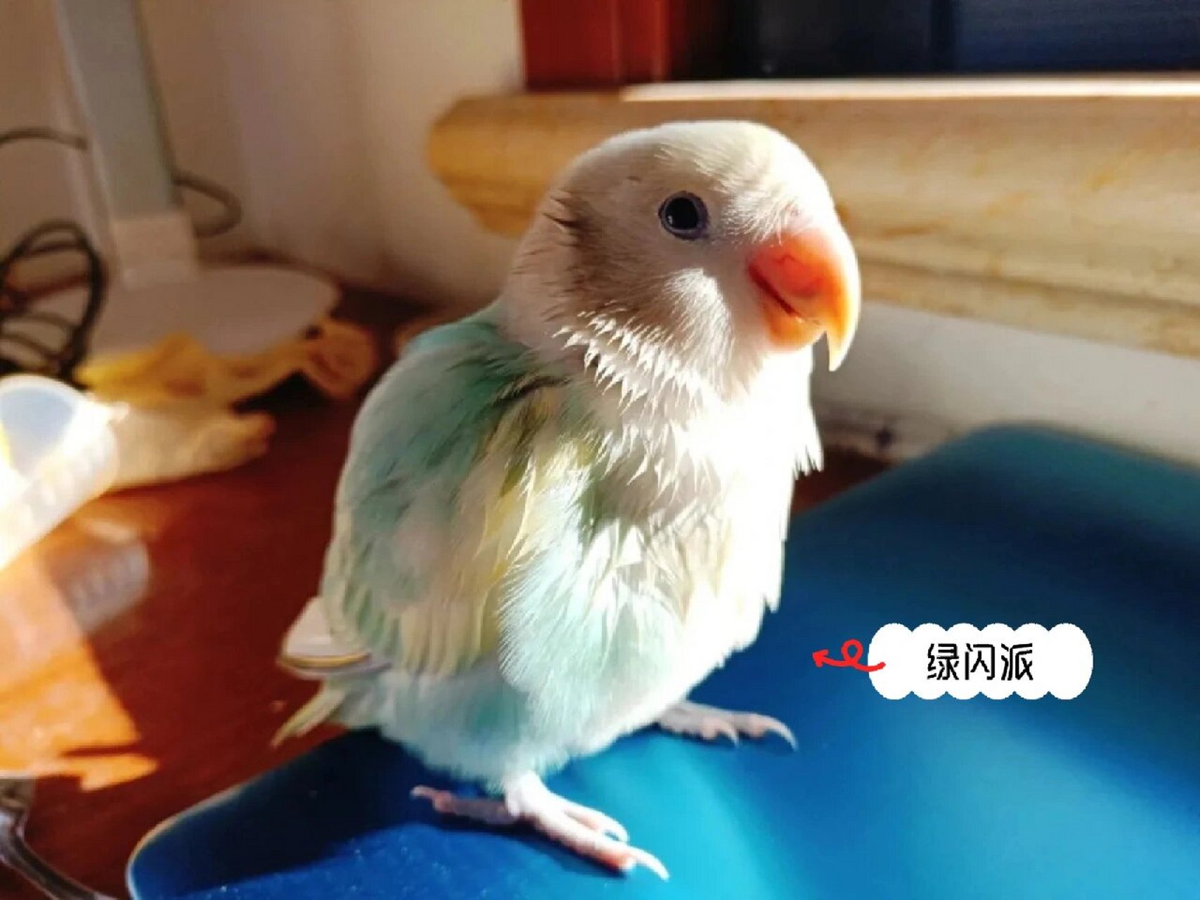 今天介绍的是, 一种闪光 派特基因的牡丹鹦鹉:绿闪派 花桃是:面类牡丹