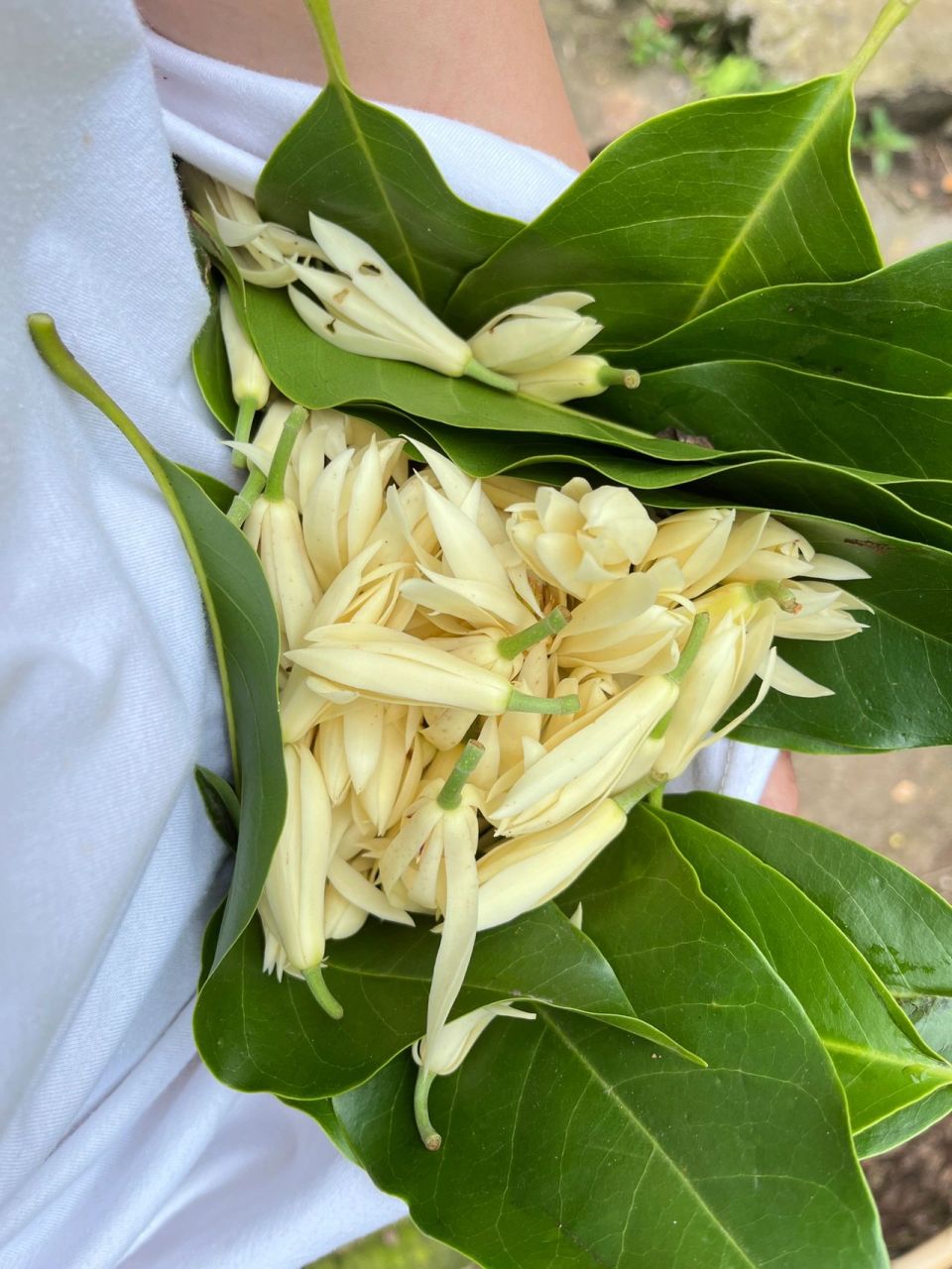 夏日谁能拒绝黄角兰 还是小时候的味道 夏风吹起阵阵独特的清香 那就
