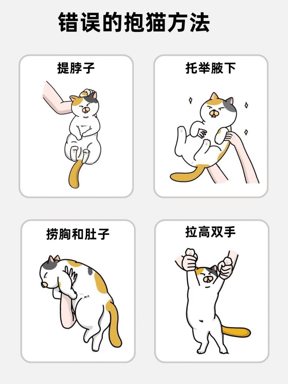 96常见的错误的抱猫姿势: 72151.