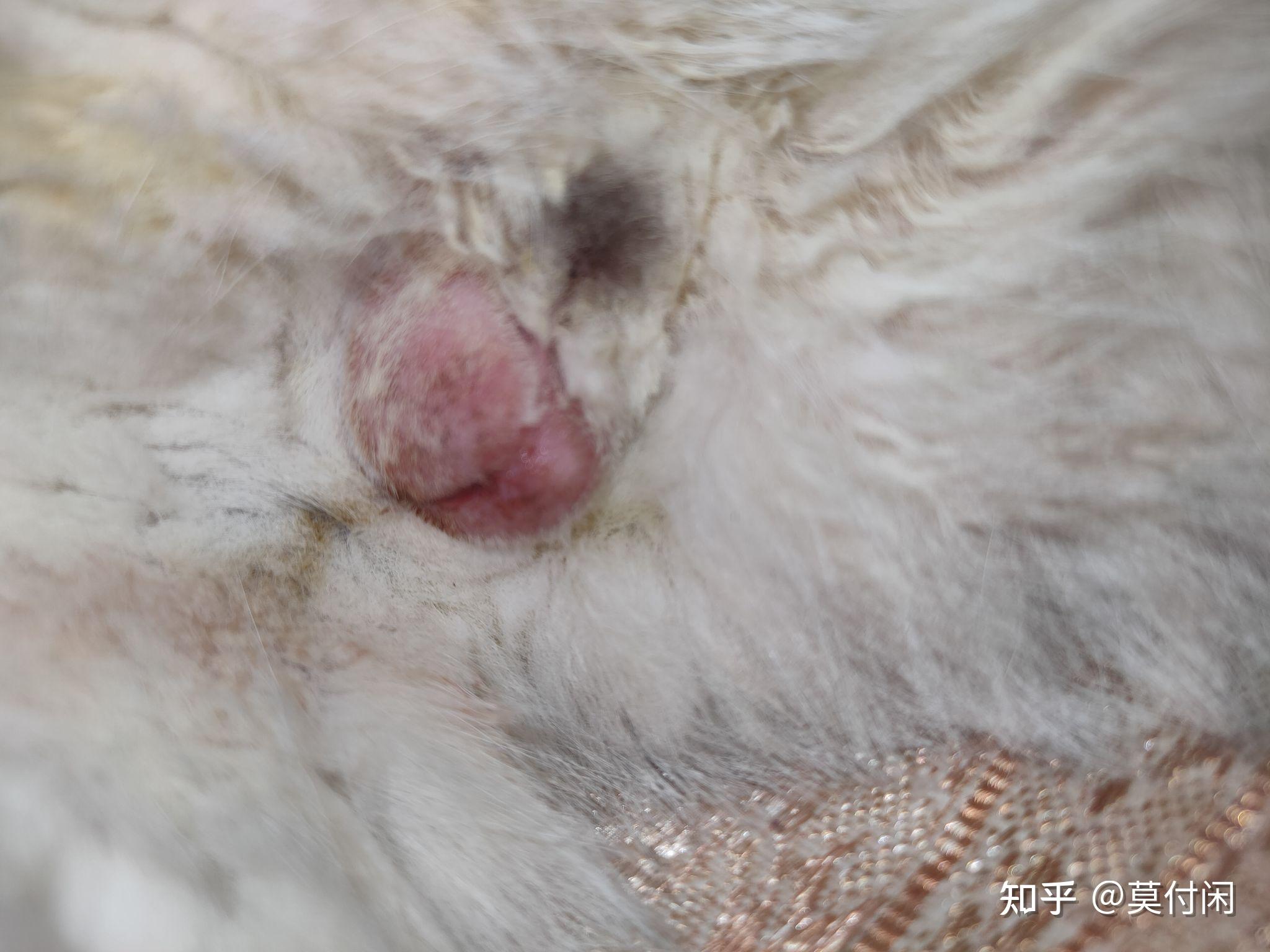 公猫绝育后伤口什么样算愈合