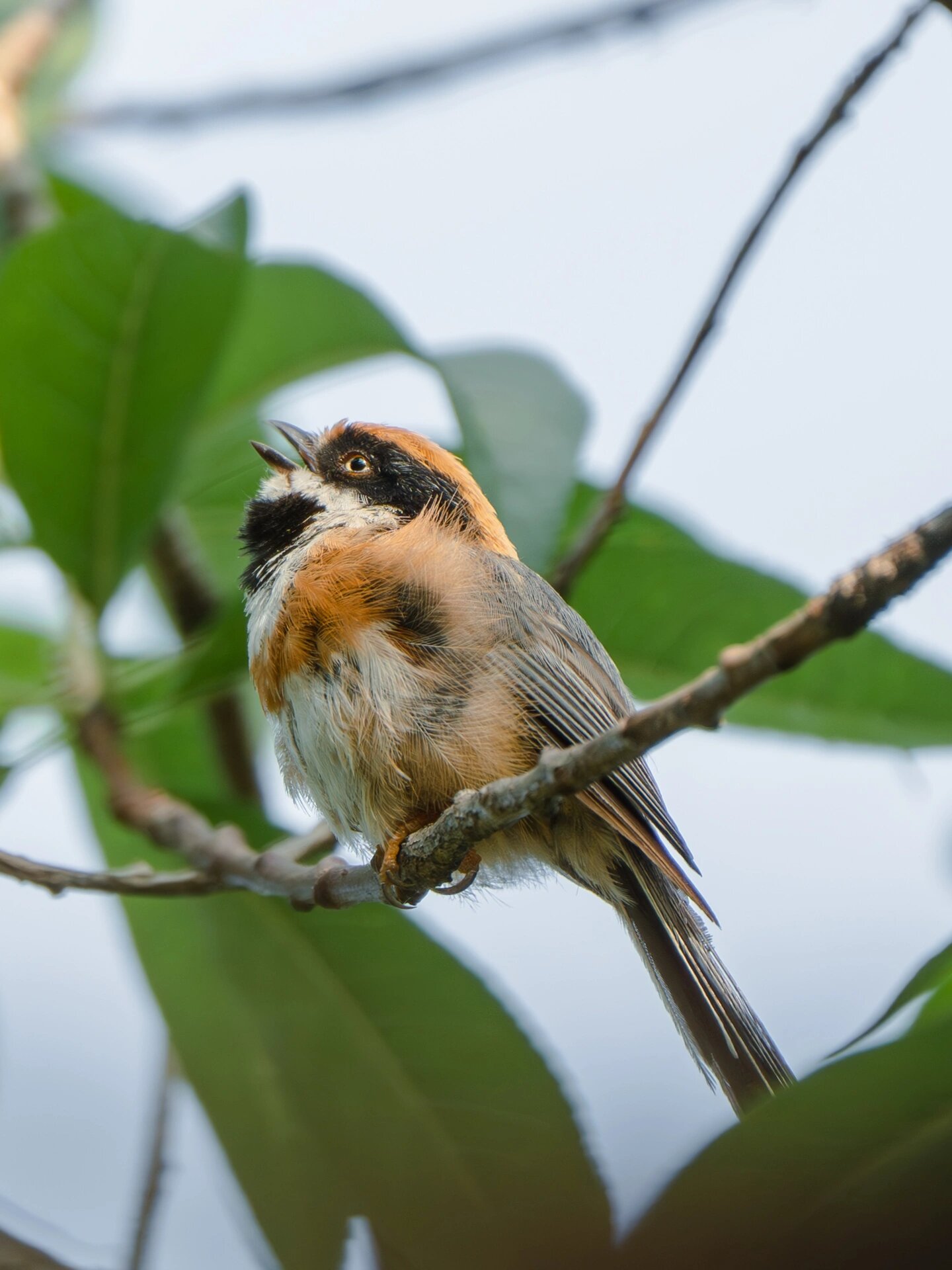 重庆鸿恩寺森林公园观鸟