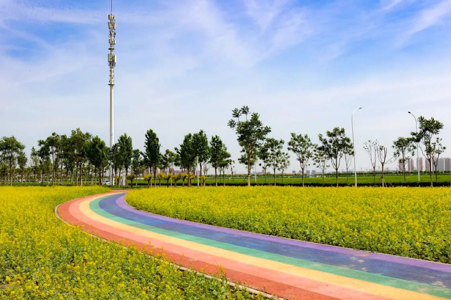 天津这有七彩花田 彩虹步道17 5月赏油菜花去哪?