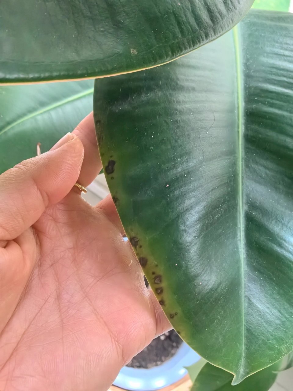 谁知道橡皮树叶子长斑点是怎么回事啊?