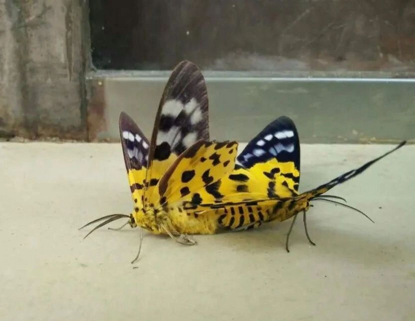 ( dysphania militaris linnaeus ) 鳞翅目尺蛾科豹尺蛾属的一种