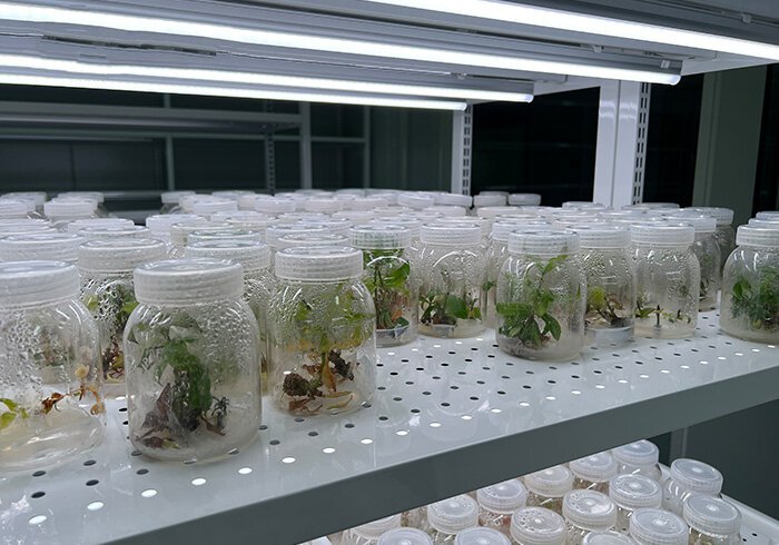植物组织培养实验室设计方案