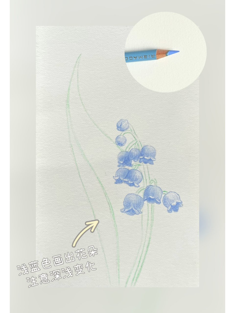 彩铅花卉(12)铃兰花 铃兰花的绘画步骤图