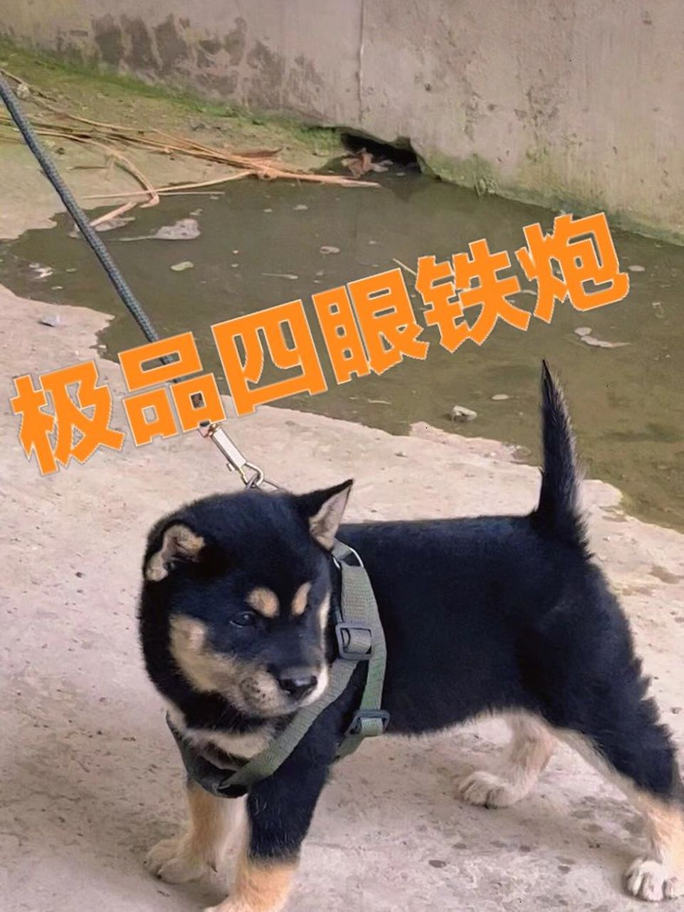 中华田园犬之顶级四眼铁包金土猎 98号  顶级四眼格格(母) 超大虎头