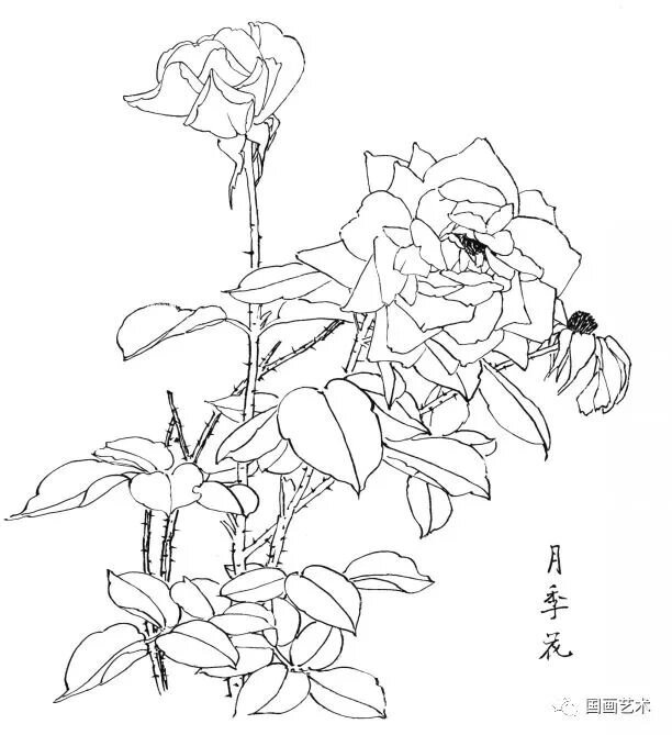 工笔画素材 月季花白描线稿