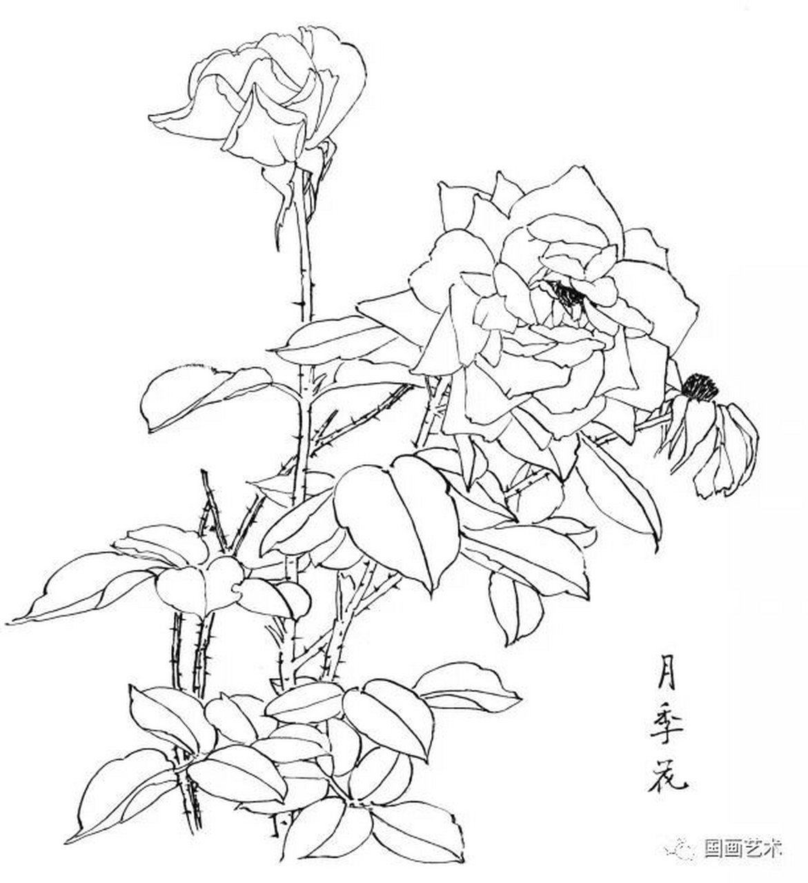 工笔画素材 月季花白描线稿  线稿