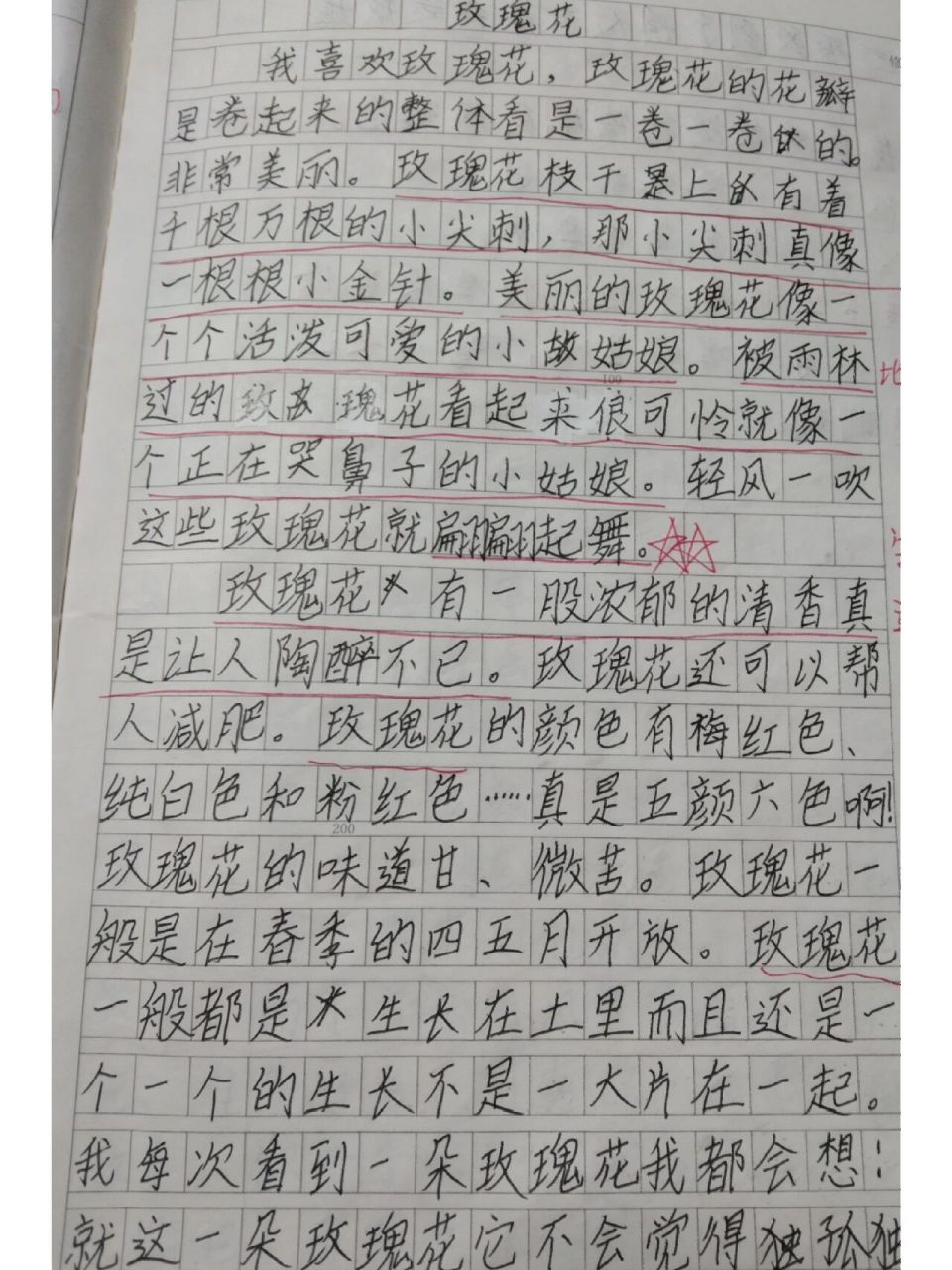 玫瑰花作文100字简单图片