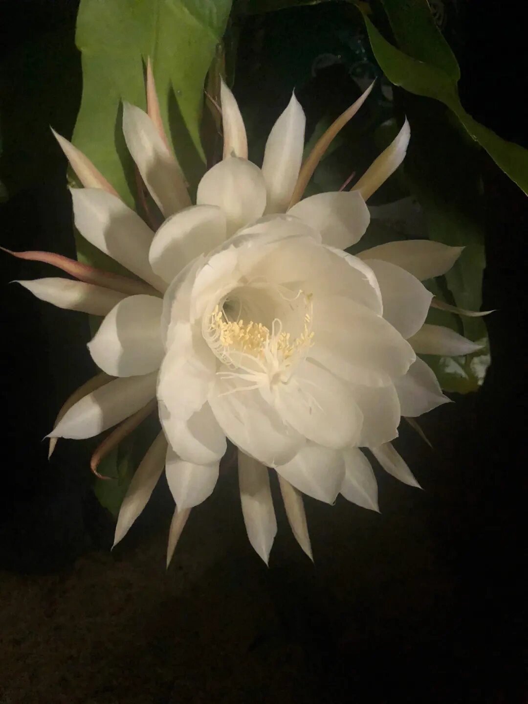 昙花的花语象征与寓意有多种