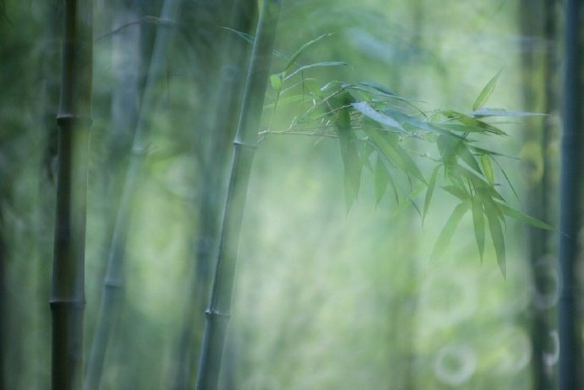 飞花令 主题【竹,评论里写出带"竹"的诗句.