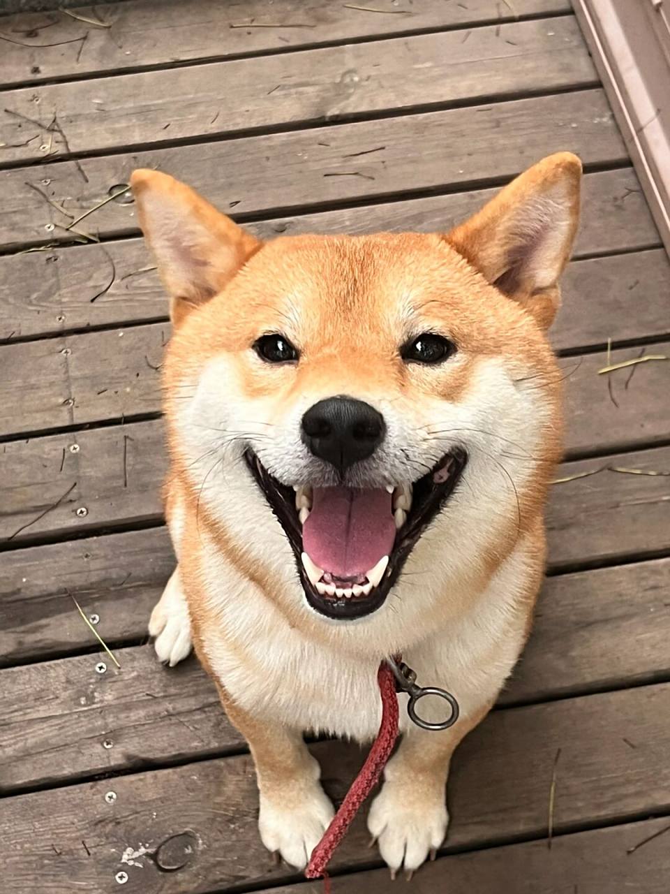 给ee们笑一个 好开心好开心 #珍藏的宠物照# #柴犬