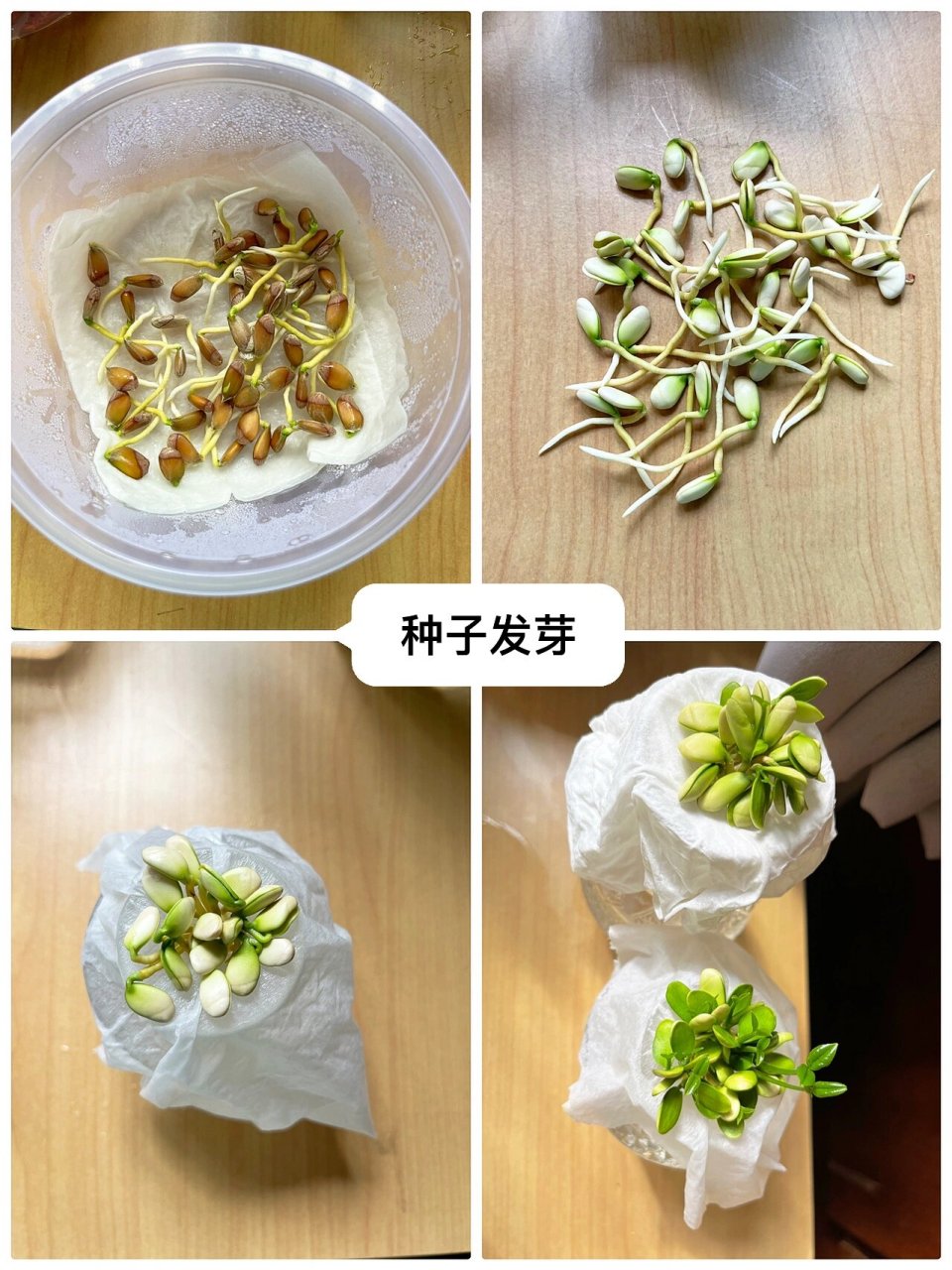 柚子发芽生长过程图片