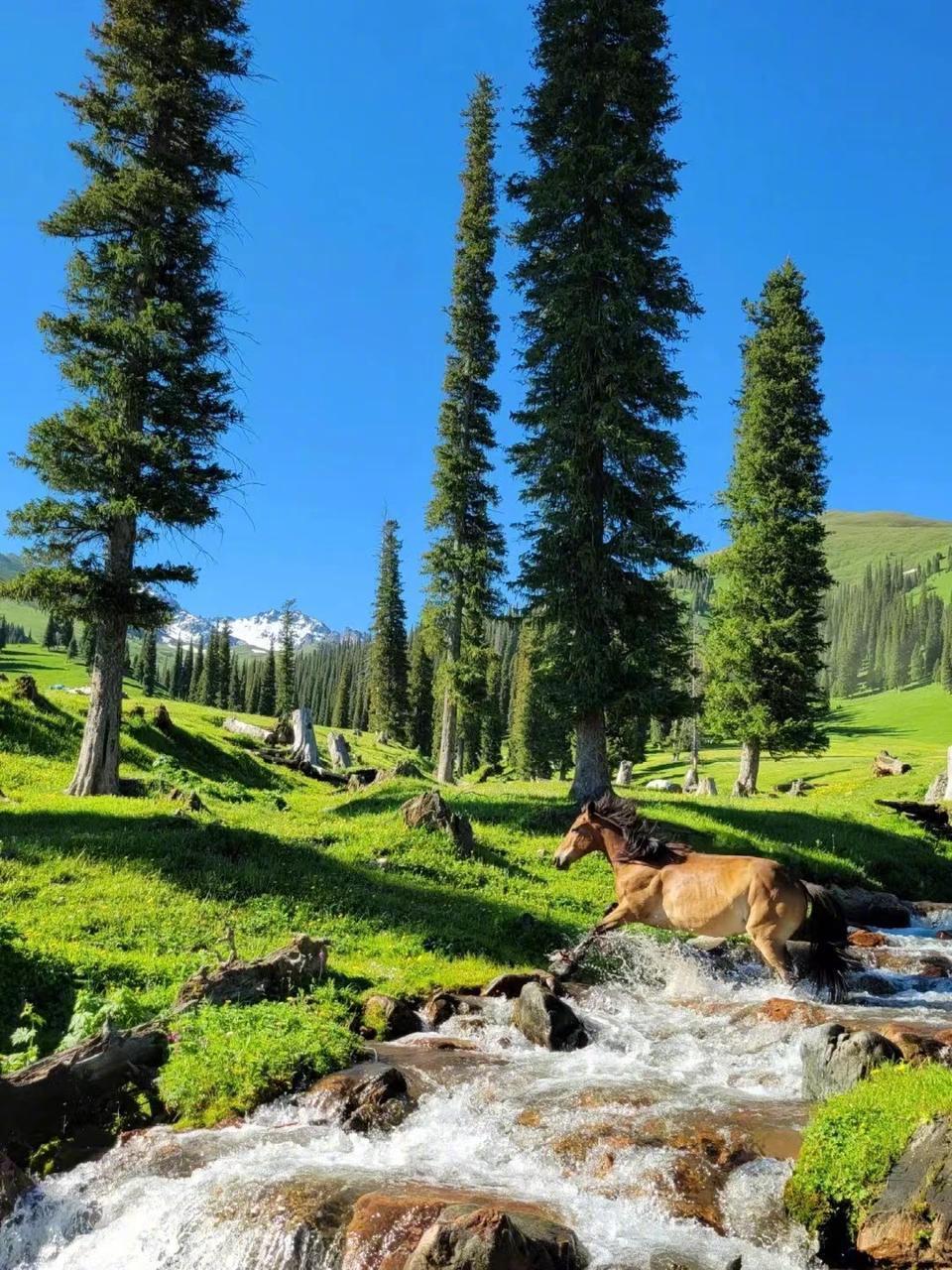 美图种草# 反向旅游之新疆新源县,不输#阿勒泰# !
