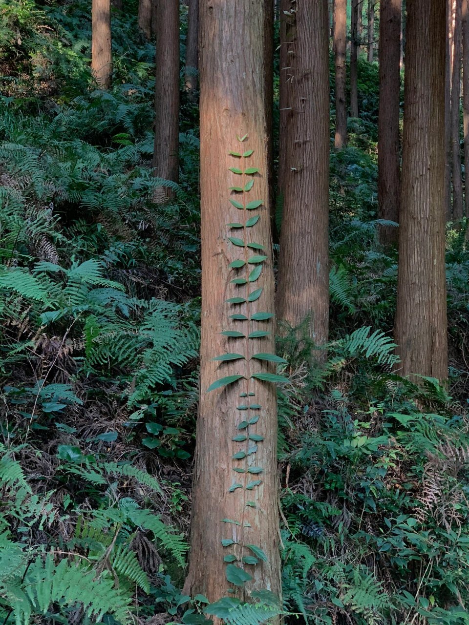 平阳满田森林公园门票图片