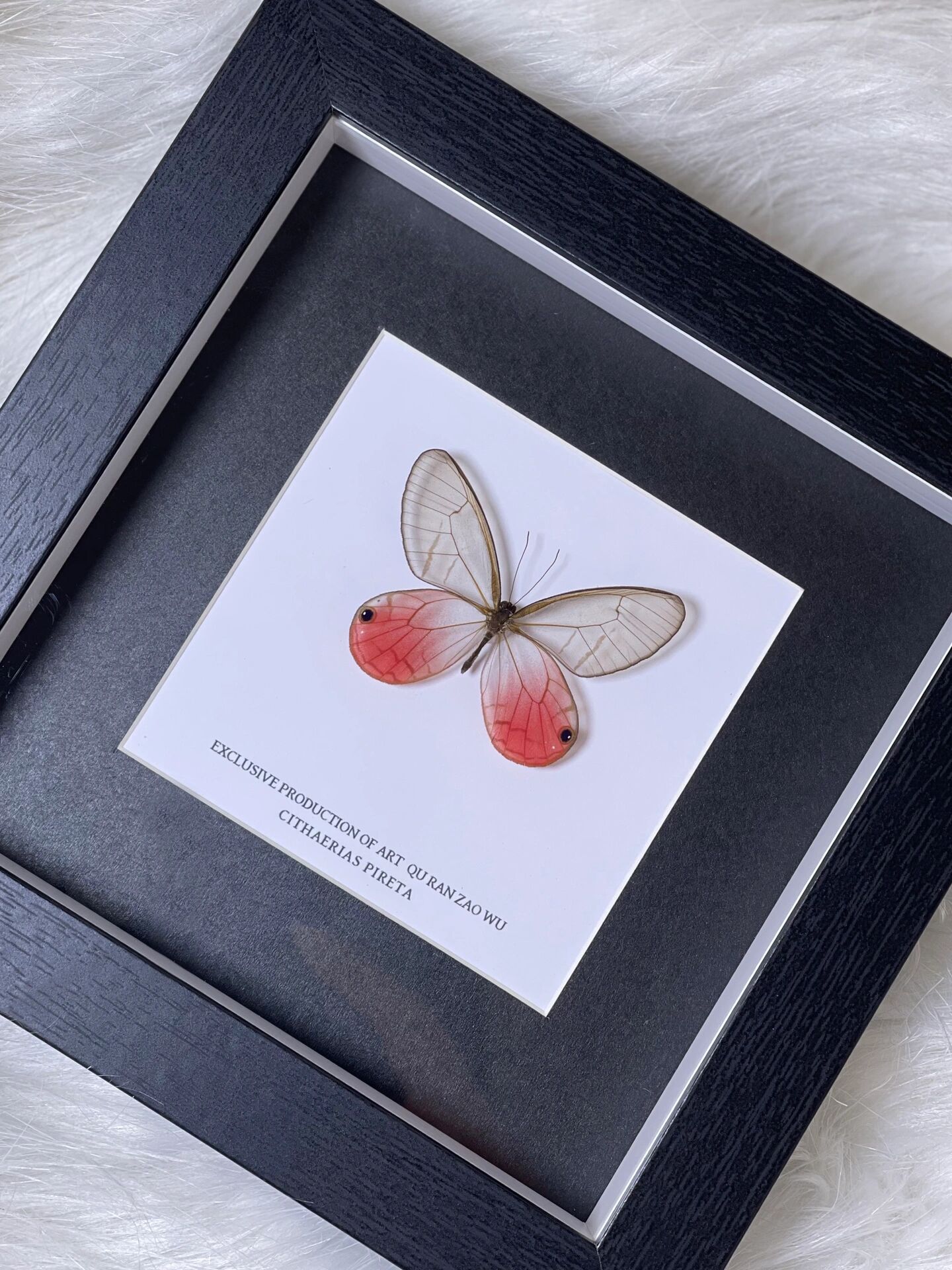 猛猛戳中了我少女心61玫瑰水晶眼蝶 78要不要这么美呀,人间水蜜桃