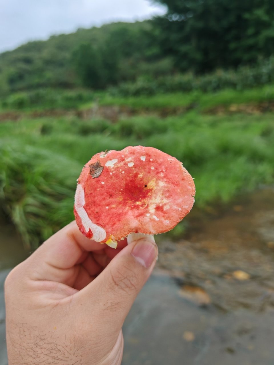 毒蘑菇歌红伞伞白杆杆图片