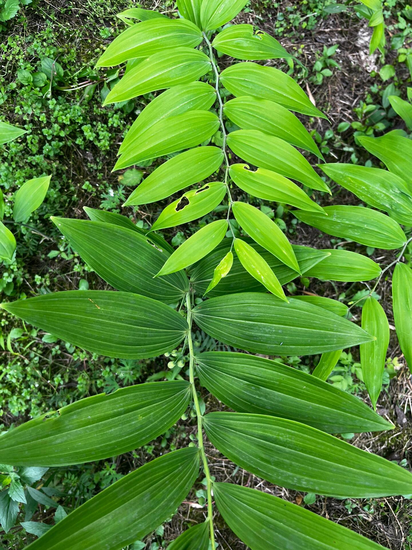 【山间野植系列】 4.黄精