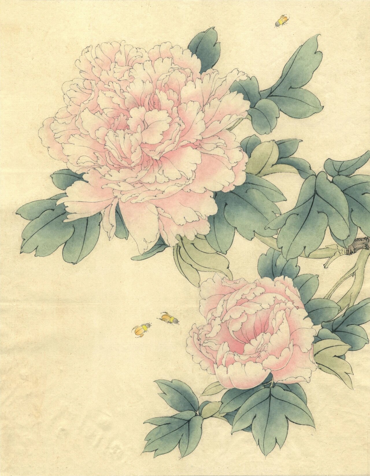 染色步骤  77   白描图纸【国画牡丹花】76615