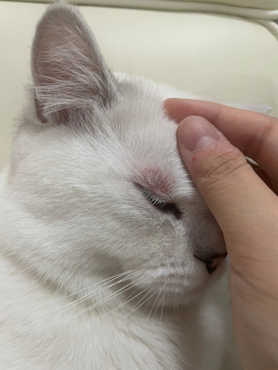 求助 猫咪眼皮红肿是怎么了 昨天还好好的 早上出门前也没发现 下午