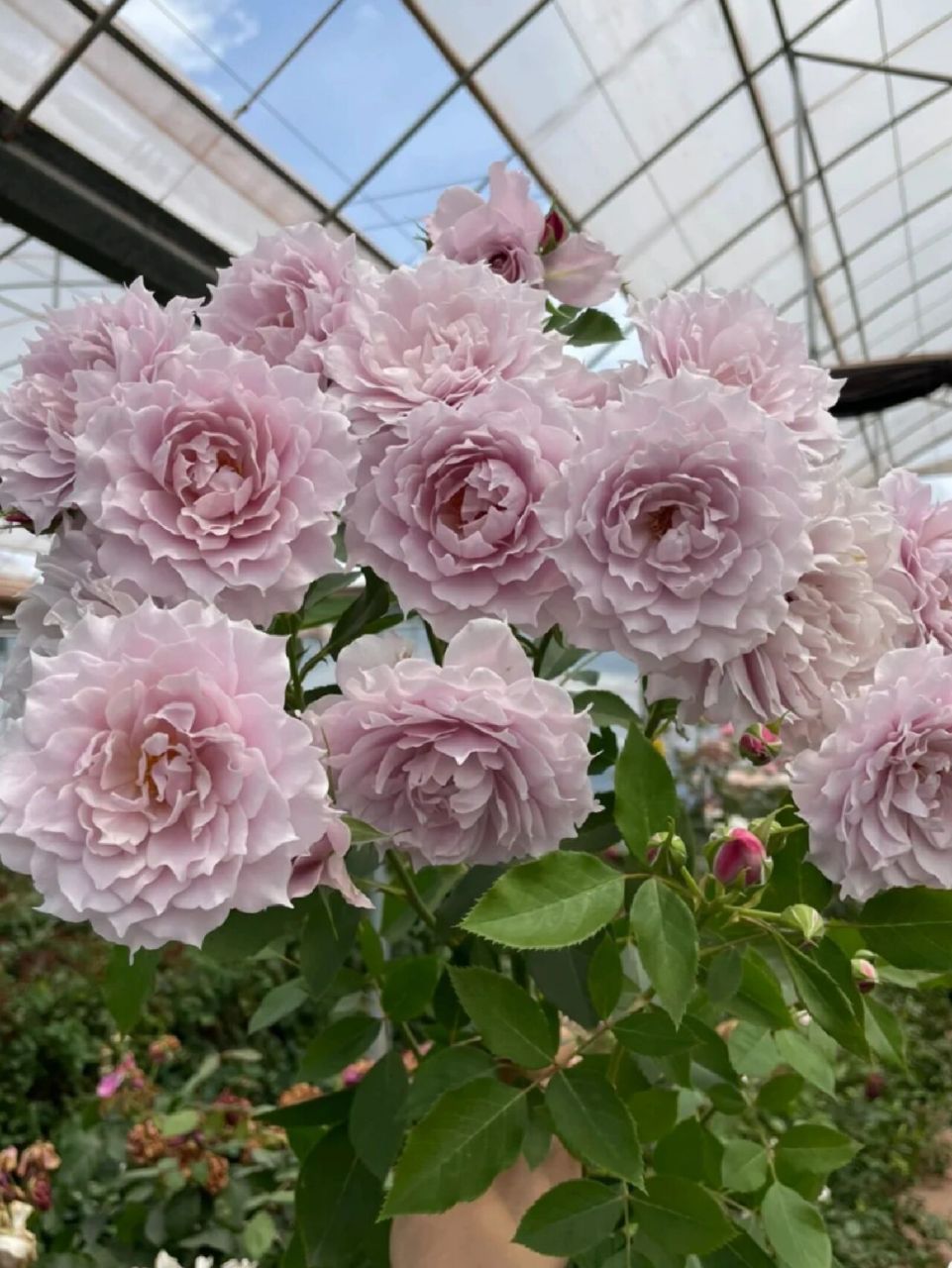 幻紫优缺点 月季"幻紫"丰花灌木月季,高度80-120厘米,花朵8厘米以上