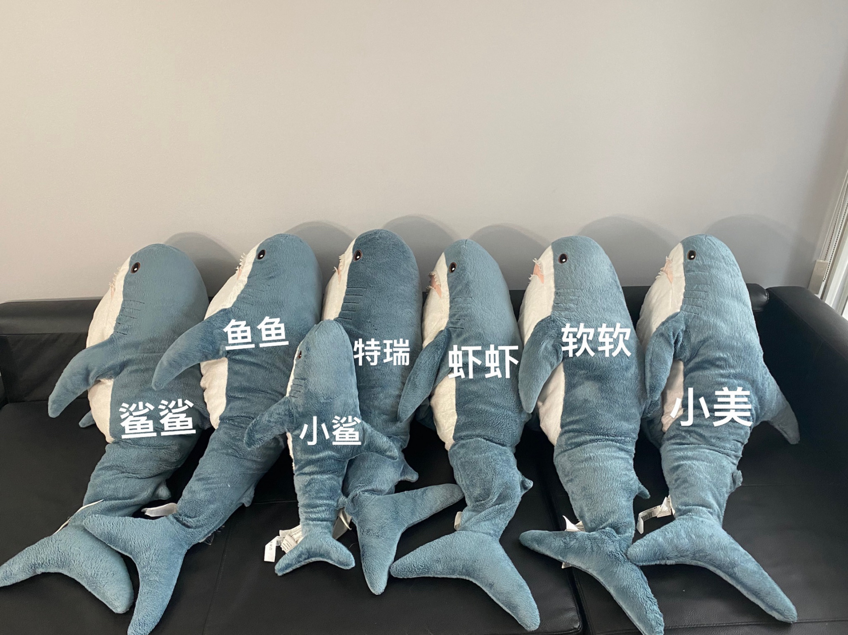 饲养员带你认识七只宜家鲨鱼 经常有朋友问我是怎么分清七只宜家鲨鱼